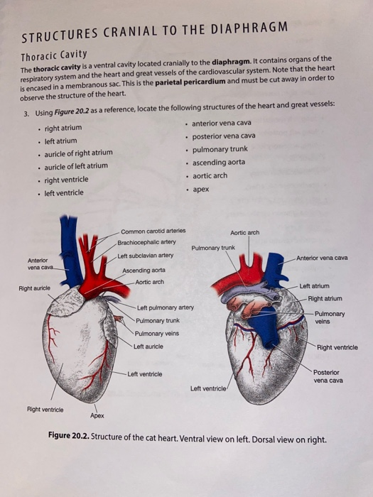 STRUCTURES CRANIAL TO THE DIAPHRAGM Thoracic Cavity The thoracic cavity is a ventral cavity located cranially to the diaphrag
