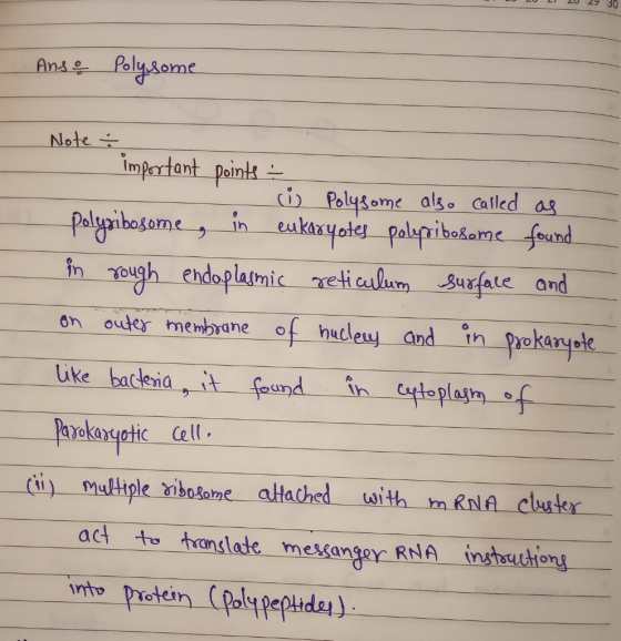 30 Ans Polysome Note impartant point Polysome also called as eukyote palypibateme found palyaibosame Ough ehdoplastmic etialu