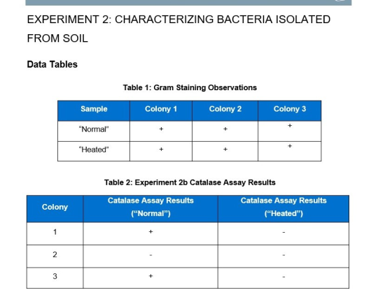 EXPERIMENT 2: CHARACTERIZING BACTERIA ISOLATED FROM SOIL Data Tables Table 1: Gram Staining Observations Sample Colony 1 Colo