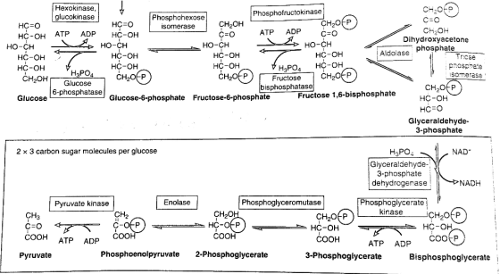 CEO Hexokinase, Phosphofructokinase CH2010 glucokinase Phosphohexose HC=0 HC=0 isomerase CH2OH CH2048) HC-OH ATP ADP HC-OH c=