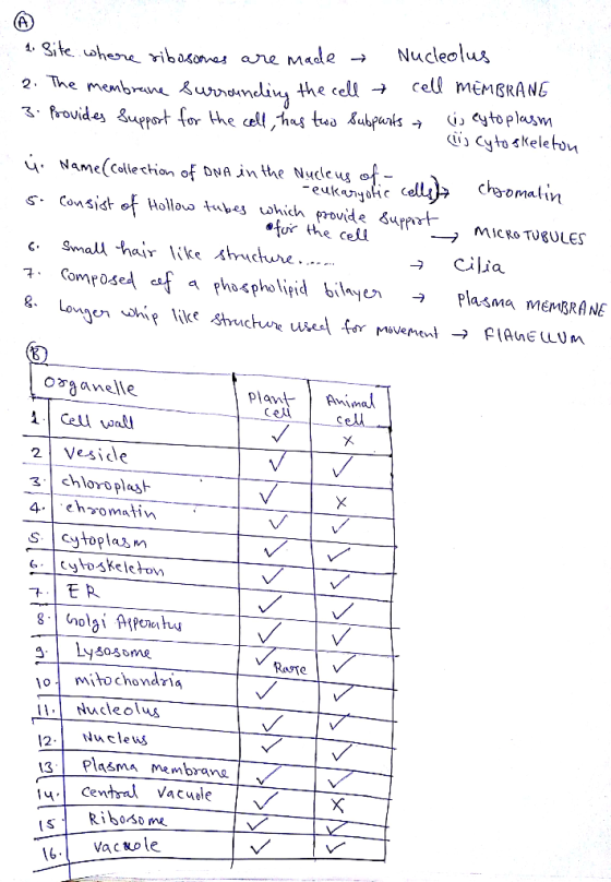 fA t 3ike whena vibotvat are M«de - Nucleolus 2 The membrnmu ^rndundin thecell cell mEMSRANG Name(collechan of D n the Nudle