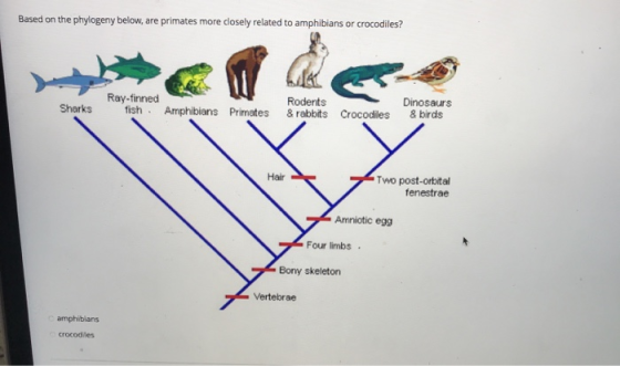 Based on the phylogeny below, are primates more closely related to amphibians or crocodiles? Sharks Ray-finned fish. Amphibia