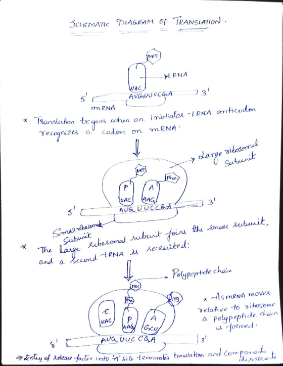 SCHCMATIC TDIAGRAM of TRANSLATION MET l RNA UAC 8 m RNA 戈 /Aanslation ecognizes a v Coden on mRNA. Phe AC 3 mall vibos Subuni