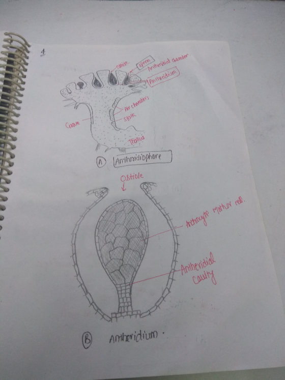 reperm. A rdial Anthridal Chamber X Anthuridium s Air chorobers Stalk Gle ( Tralles Anthonidiophore Ostible Mother cell. - An