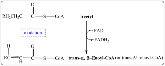 RH2CH2C
-S-CoA
Аcetyl
FAD
oxidation
FADH2
H
RC
Н
-S-CoA trans-a, B-Enoyl-CoA (or trans-A2-enoyl-CoA)