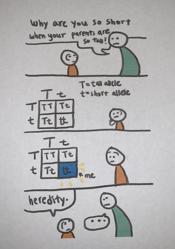 Why are you so Short when your parents are Se tau! SUN Tetaalde te short allde t TTTTE + Tttt Tt TTTTt + Tt to fme AR heredit
