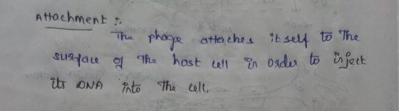 Attachment to - The phage attaches itself to The surface of the host cell in order to inject its DNA into the cell