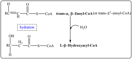|D1
RC C
-S-CoA trans-a, ß-Enoyl-CoA (or trans-A2-enoyl-CoA)
hydration
Н,0
ОН
На
C
RC
L-B-Hydroxyacy-СоА
-CoA
н