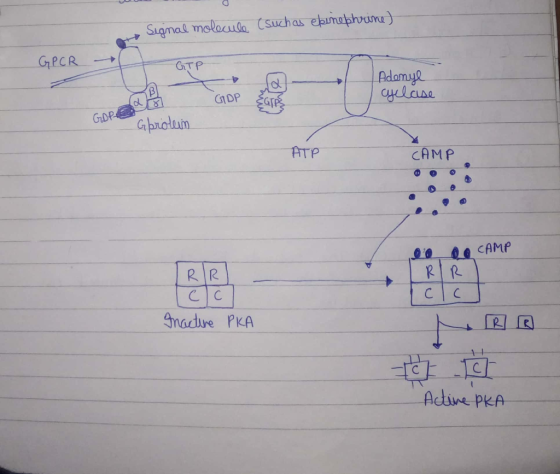 ucle S.has ebimphum GPCR GIT P cyelase G Gbadtun ATP CAMP RIR nadve PKA [2 1-4 Active PKA