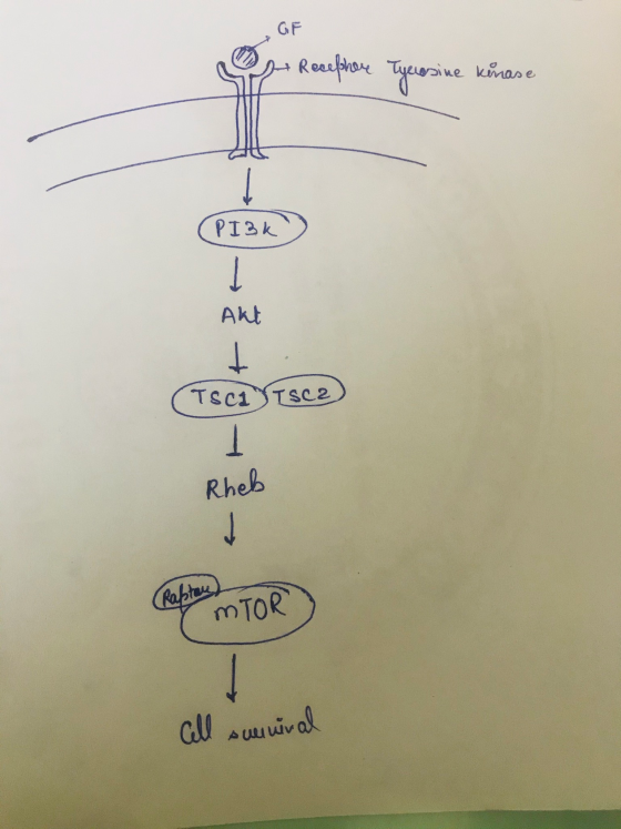 GF - Recephere Tyrosine kinase uose PI3K Akt (Tsc1 Tsce Rheb Rabte MTOR Call sunnival