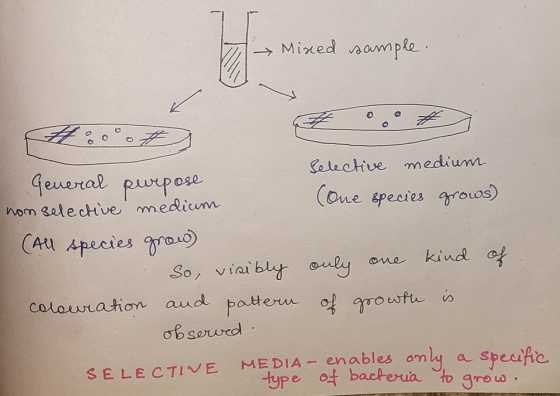 7 Mixed sample. Selective medium General pevepose nom selective medium (one species grows) (All species grow) So, visibly onl