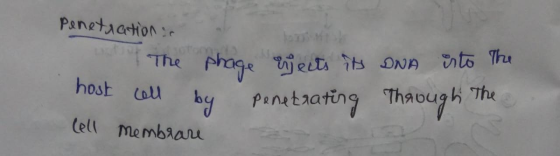 Penetration in The phage ewects its DNA isto The cell by penetrating Through The Cell membrare
