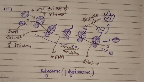 Large Subunit t falypeptids chain Small Bubunit rboome DIrecton of aranslalion mRNA Ribodeme Alydame Palipibesome