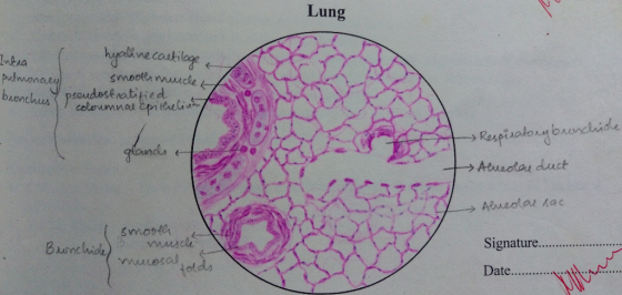 Lung Intra hyaline cartilage & smooth muscle pulmonaey bunch proudostratified coloumnal epithelion Respiratory bronchiole qlo