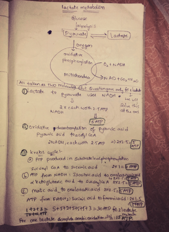 lactate metabdism Glocose Glyolysi S ord 8en oxidatve phosphoyjabon,1 N.ADH un as-twornatee it )-CB0ヒ@gestionaavc ork, fr tla