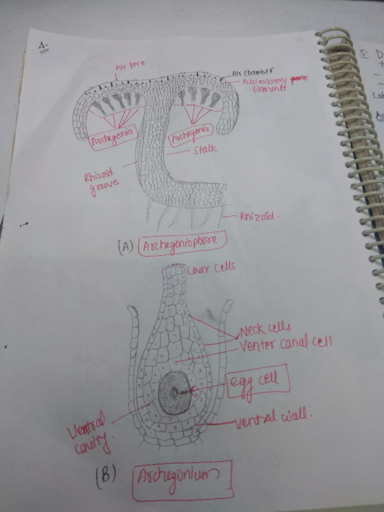 Air pore Air chamber - Assimilatovy filament Lah MYNDIR Archegonia (Archegonia off -Stalk Rhizoid groove - Rhizoid. (A) (Arch