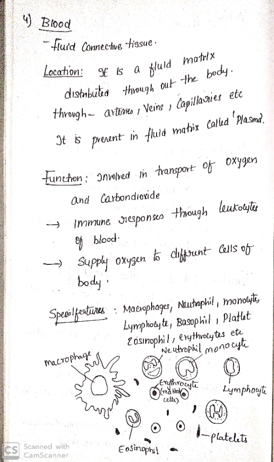 4) Blood - fluid Connec-hue tissue: Location: 9€ is a fluid 3€ is a fluid matrix stributed through out the body. through arte