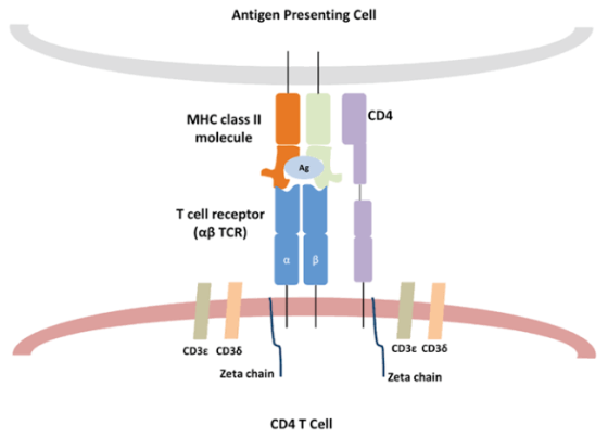 Antigen Presenting Cell MHC class II molecule co molecule T cell receptor (aß TCR) CD3€ CD38 CD3€ CD38 Zeta chain Zeta chai