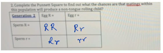 2. Complete the Punnett Square to find out what the chances are that matings within this population will produce a non-tongue