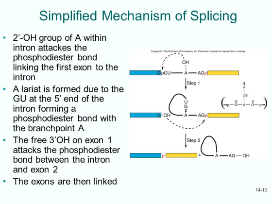 Simplified Mechanism of Splicin .2-OH group of A within intron attackes the phosphodiester bond linking the first exon to th