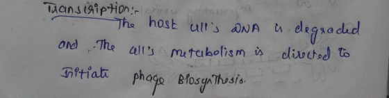 Transcription con The host ulls DNA is degraded and The calls metabolism is directed to Initiate phage Blosynthesis -