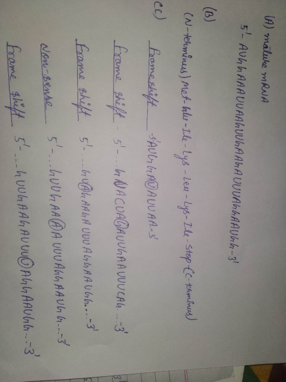 (A) mature mRNA 5- AULLAAAUUAALUUGAALA VUVALGAAULL-3! (B) (N-terminus) met-belu - Ile-lys - Led-Lys-Ile-stop te-kemines) fram