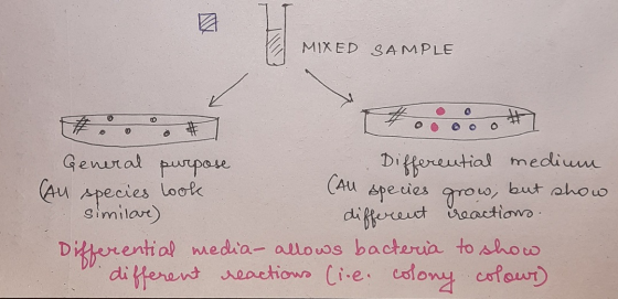 MIXED SAMPLE General purpose Differential medium All species look (All species grow, but show similare) different reactions.