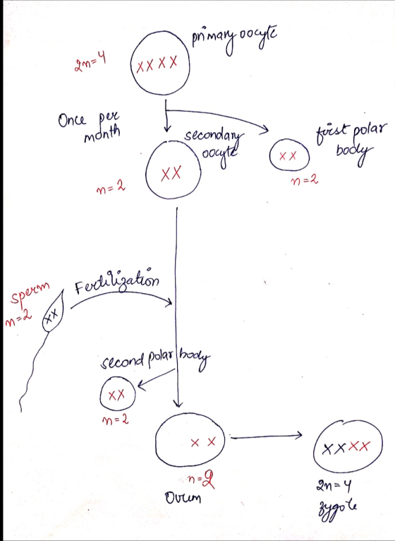 on many Once per month secondary (xx) first polar body XX n=2 m=2 Fertilization Sperm second polar body M - ) X X ХХХХ 2n=4 o