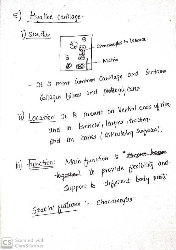 5) Hyaline Carbilage: i) Structure - Chondroogtes in launde. BH Matrix Contains - It is most common Carhlage and Collagen Gib