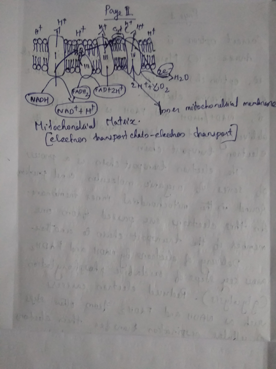 Page 1 1 H₂O 2 MtALO, (FADH FADE2H NADH (MADt + H O Yoner mitochondrial membrane Mitochonelacad Matrix. [eleekon transport ch