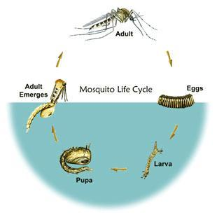 Adult Emerges Adult Mosquito Life Cycle Larva Pupa Eggs