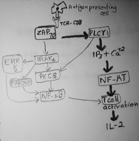 Antigen presenting STER-COB - PLC ZAP 1P₃ + Cata PK C8 NF-AT » T cell activation IL-2