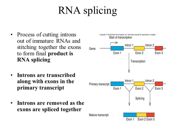 RNA splicing . Process of cutting introns Copyright © The McGraw-Hil Companies, Inc Permission required for reproduction or d