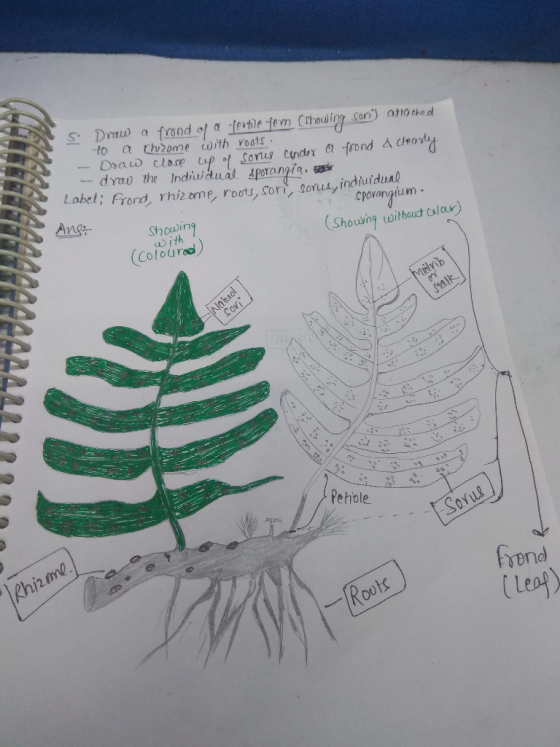 he sporant corus, in cporangiem 5. Draw a frond of a textile fern (showing son) atrothed to a Chrome with roots - Draw close