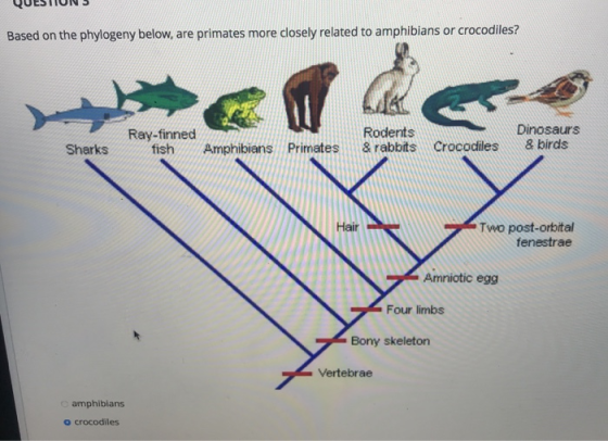 QULJION Based on the phylogeny below, are primates more closely related to amphibians or crocodiles? Sharks Ray-finned fish A