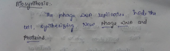 Biosynthesis PrThe phage DNA tell, synthesizing new replicates inside the phage DNA and proteins,