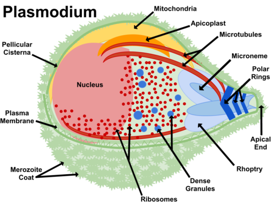 Plasmodium Mitochondria -Apicoplast Microtubules Pellicular Cisterna Microneme Polar Rings Nucleus Plasma Membrane Apical End