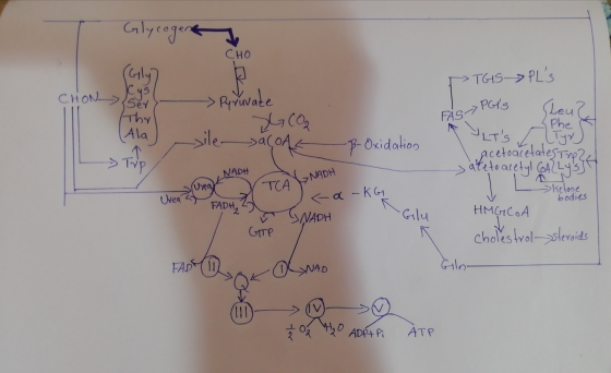 09 CHO (Gly) CHON> PTGIS FÅS PGTS PLs Leu?! ser Pyruvade G CƠ Thr (Ala xile acone B-Oxidation Its Phe & bacetoacetates NADH