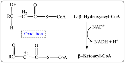 ОН
Н
RC—с—С—s—СoA
L-p-Нydroxyacyl-СоA
NAD
Н
Оxidation
NADH H
Н,
RC—с—С—s—СоA
В-Ketoacyl-CoA