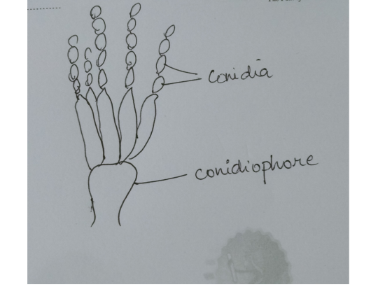 10000s Zococo Cooco e Conidia - conidiophore