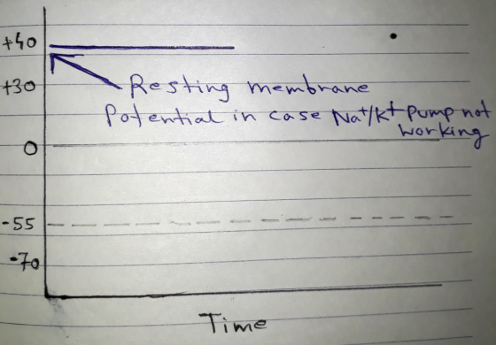 tho +30 -Resting membrane Potential in case Natykt pump not working -55 -70 Time