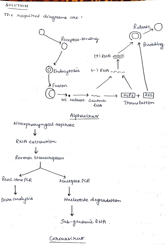 SOLUTION The required diagrams are : Release o Receptoa-binding 7 A Buolding 4+) RNA M Endocytosis El RNA- J Fusion (0-70 - m