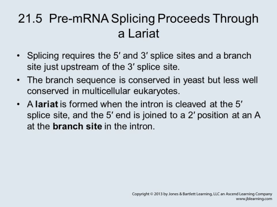 21.5 Pre-mRNA Splicing Proceeds Through a Lariat . Splicing requires the 5 and 3 splice sites and a branch The branch seque