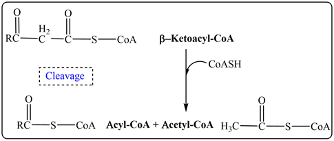 Н,
RC
В-Кetoacyl-CoA
-СоA
СOASH
Cleavage
RC—S—CоА Асyl-CoA + Acetyl-CoA H,С-
-S—СoA