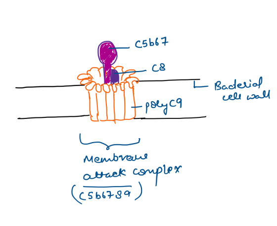 c5b64 C8 I Baderial се с И Рөс Membrane attack complex (csge )