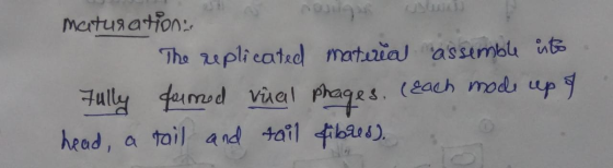 Maturation, onges usum The replicated material assemble isto Fully tuned viaal phages, (Each made up of head, a tail and tail