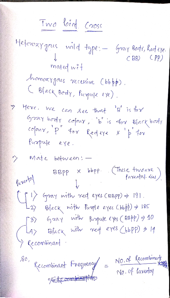 Two Point Cross Hefewozygous wild type: - gray Bodr, Redeye. CBB) (PP) mated wit homozygous recessive Cbb bb). ( Black Body,