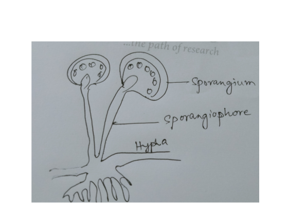 the path of research Do sporangium - sporangiophore Hypha wamo