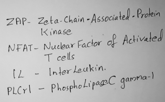 ZAP- Zeta-Chain & Associated Protein Kinase NEAT- Nuclear Factor of Activated T cells IL - Inter Leukin. PLCY! - Phospholipas