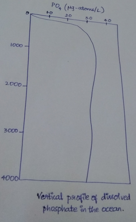 PO (Mg-atoms/L) 1000- 2000 3000 4000L Vertical profile of dissolved phosphate in the ocean.